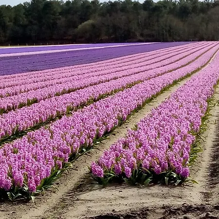 Plage, Open Sud Апартаменты