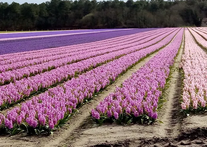 Plage, Open Sud Appartement
